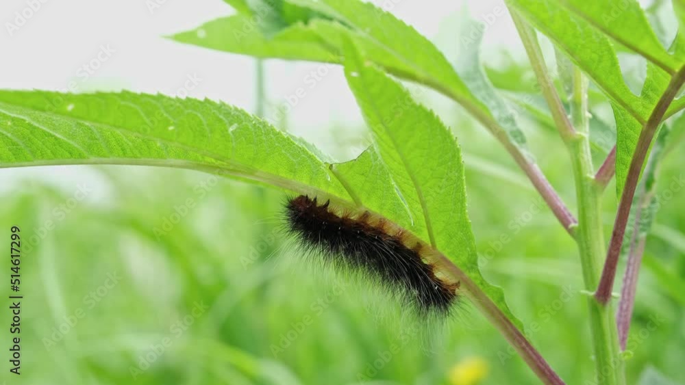 A black shaggy caterpillar sits under a plant leaf. A black shaggy caterpillar sits under a plant leaf.