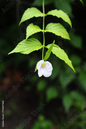 white blooming flower on a Rhodotypos scandens bush in the summer garden. Black Jetbead (Jetbead Jetberry Bush White Kerria) flowering botanical plant. Growing plants ,bushes concept. Free copy space  photo