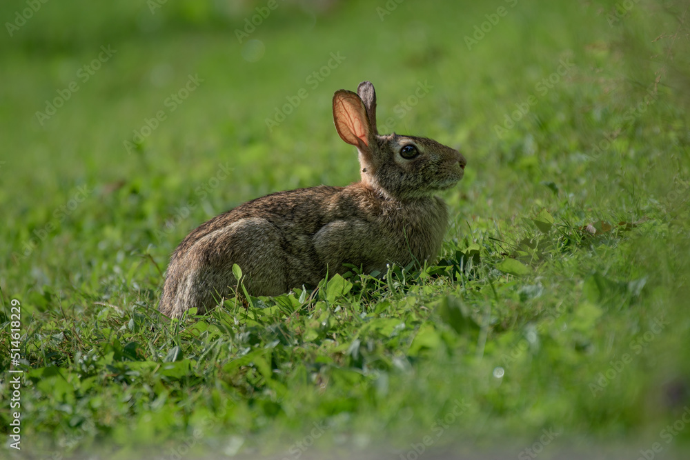 Fototapeta premium Bunny Rabbit in short grass on our lawn on a sunny summer morning. Ticks have been a very bad problem this year in Windsor in Upstate NY.