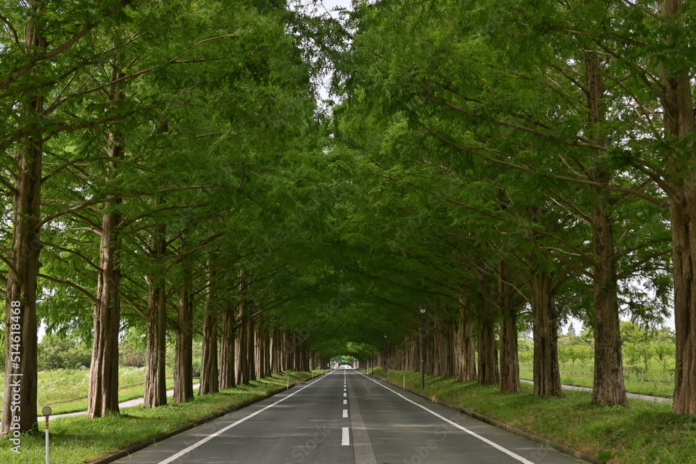 Fototapeta premium メタセコイヤ並木