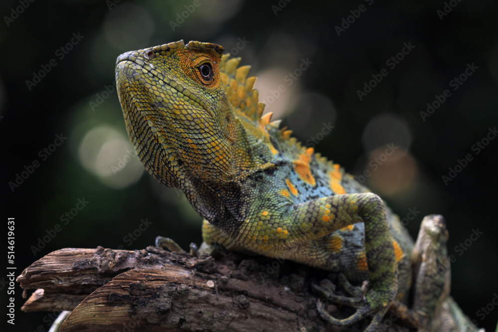 Forest dragon reptile on a branch, Gonocephalus chamaeleontinus, animal closeup Forest dragon reptile on a branch, Gonocephalus chamaeleontinus, animal closeup