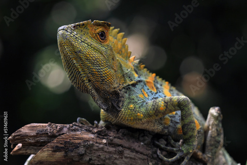 Forest dragon reptile on a branch, Gonocephalus chamaeleontinus, animal closeup © Agus Gatam