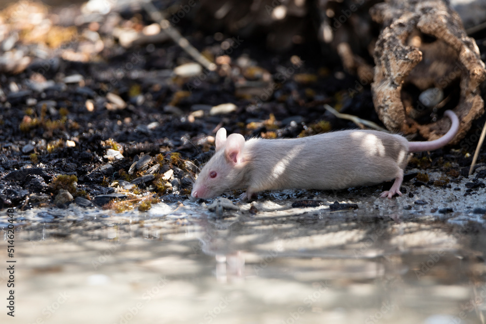 raton blanco bebiendo en el estanque