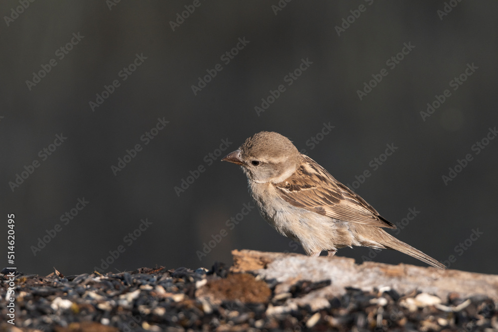 gorrión común hembra joven (passer domesticus) gorrión común hembra joven (passer domesticus)
