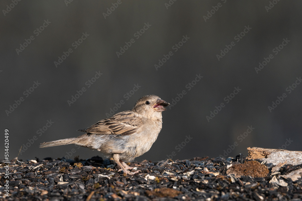 gorrión común hembra joven (passer domesticus) gorrión común hembra joven (passer domesticus)