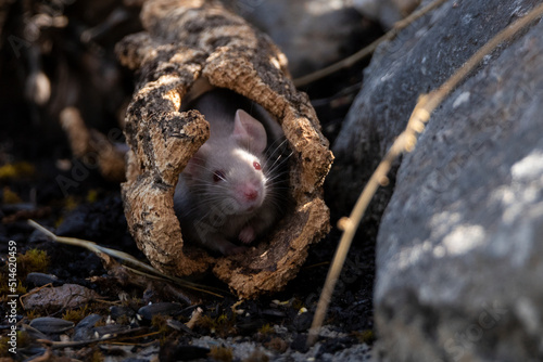 raton blanco en un tronco