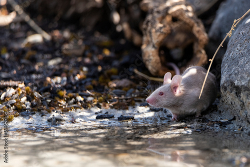 raton blanco bebiendo en el estanque photo