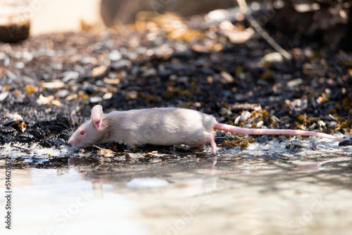 raton blanco bebiendo en el estanque photo