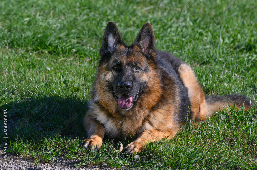 German shepherd dog lying like a sphinx on the grass looking straight at the photo with his head down, his ears pricked, his mouth half open and his tongue half out. German shepherd dog lying like a sphinx on the grass looking straight at the photo with his head down, his ears pricked, his mouth half open and his tongue half out.