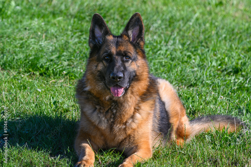 German shepherd dog lying like a sphinx on the grass looking straight at the photo with his head down, his ears pricked, his mouth half open and his tongue half out.