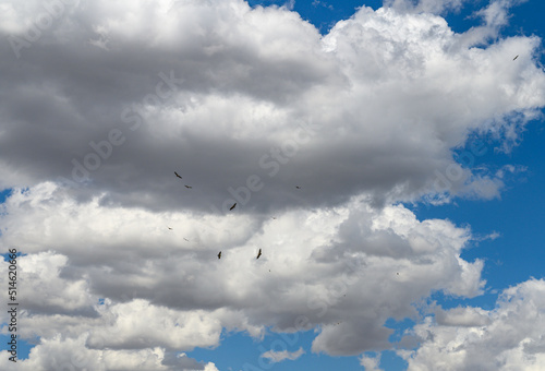 A group of Black Vultures and Egyptian Vultures high up in a blue sky with white clouds fly with their wings spread wide in spain
