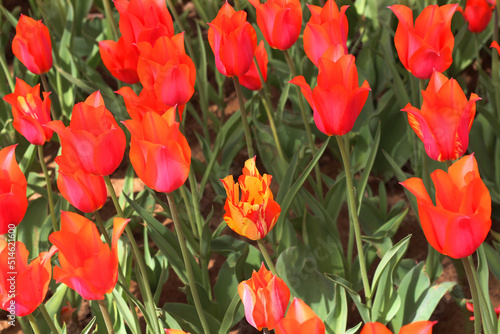 selective focus  Istanbul tulip  Tulip  Tulipa   common name of bulbous  perennial plant species grown as ornamental plants  forming the genus Tulipa from the lily family  colorful tulips  