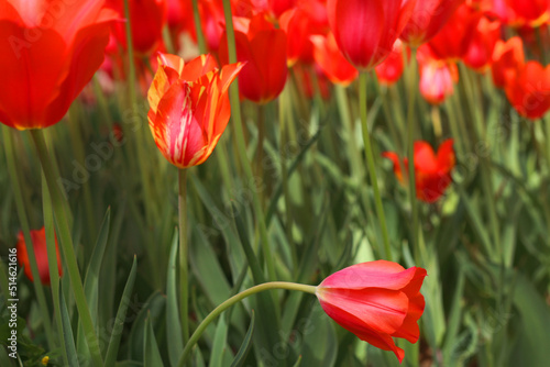 selective focus: Istanbul tulip: Tulip (Tulipa), common name of bulbous, perennial plant species grown as ornamental plants, forming the genus Tulipa from the lily family, colorful tulips   © Emrah