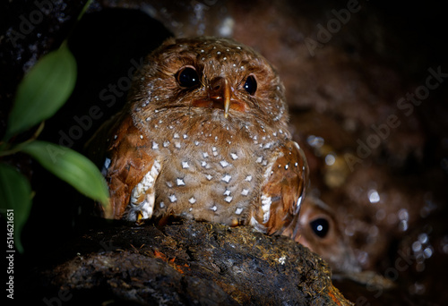 Oilbird - Steatornis caripensis also guacharo, bird similar to nightjar, nesting in colonies in caves, nocturnal feeders on the fruits of oil palm, adapted eyesight, navigate by echolocation, night photo