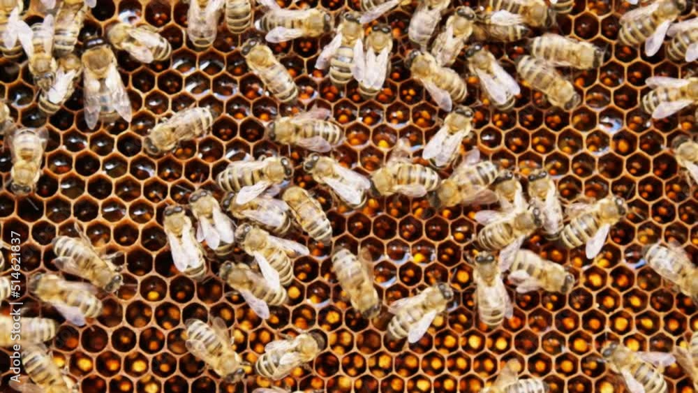 Busy bees, close up view of the working bees on honeycomb. Bees close up showing some animals and honeycomb structure. Busy bees, close up view of the working bees on honeycomb. Bees close up showing some animals and honeycomb structure.