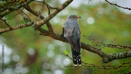 African Cuckoo - Cuculus gularis species of cuckoo in the family Cuculidae, found in Sub-Saharan Africa where it migrates within the continent, grey bird perching on the branch in the tree
 photo