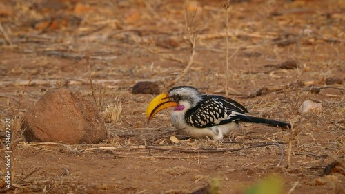 Eastern yellow-billed hornbill - Tockus flavirostris, also Northern yellow-billed hornbill, bird in Bucerotidae, african bird with big yellow beak digging and feeding on the ground on insects. photo