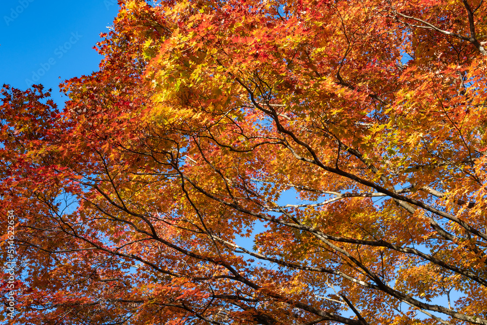 Fototapeta premium 空を埋める赤く染まったモミジ