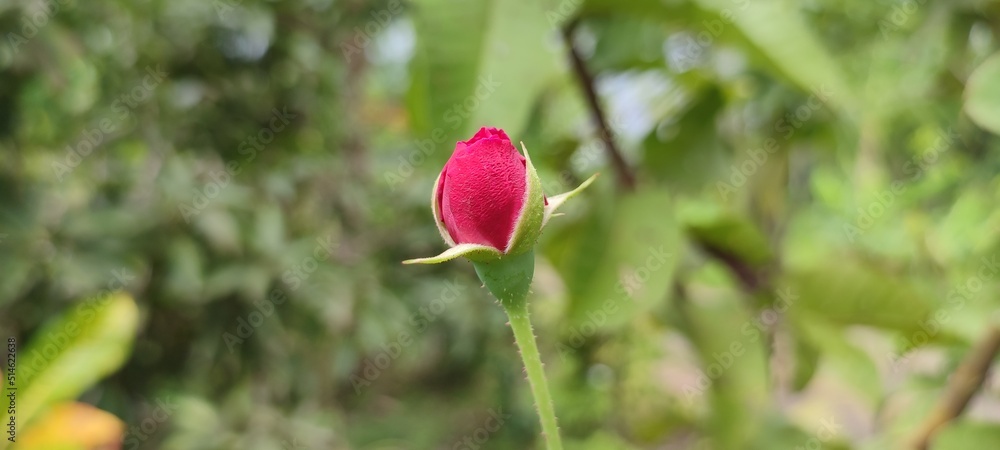 red tulip flower red tulip flower