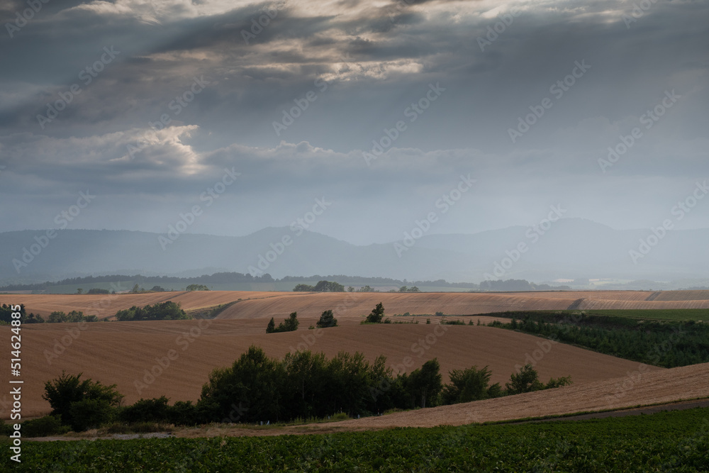 Obraz premium 丘陵畑作地帯の黄金色のムギ畑 