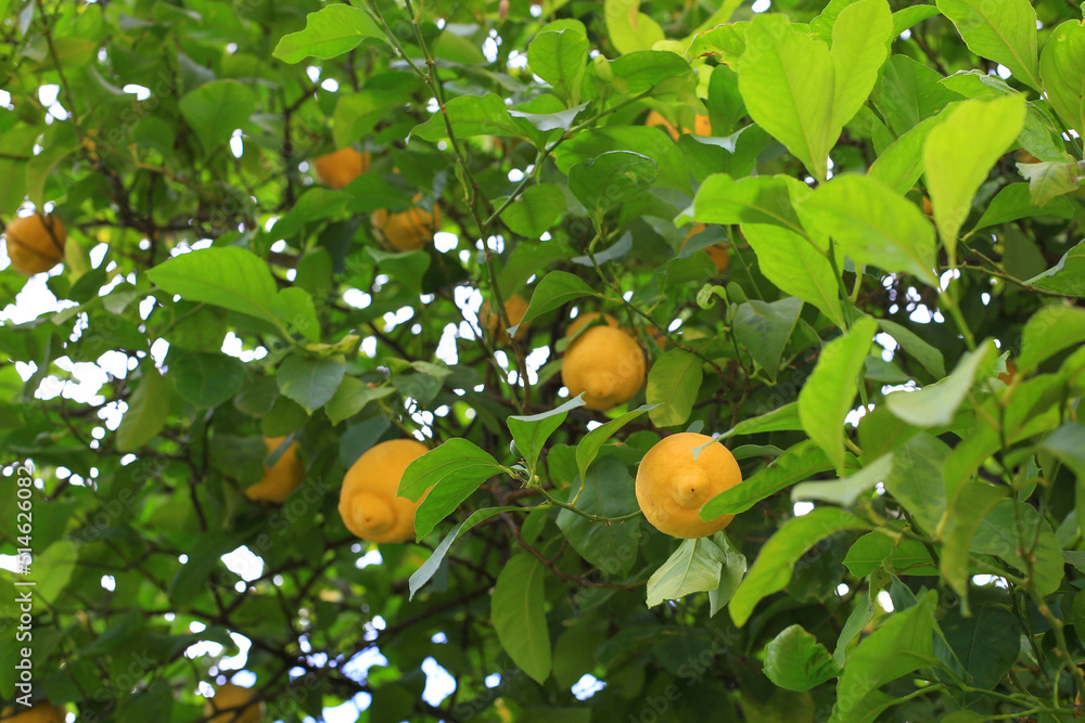The background of a lemon tree with ripe fruits. A tree with green foliage and lemon fruits.