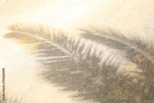 Shadow from a palm tree on a sandy surface. Background on the theme of a beach holiday at the sea, a trip to a hot country.