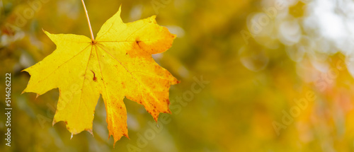 Yellow maple leaves on a blurred background. Autumn fall background with maple leaves. Copy space
