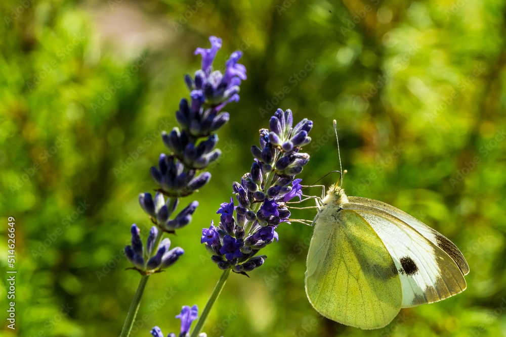 Kleiner Kohlweißling auf Lavendel Kleiner Kohlweißling auf Lavendel