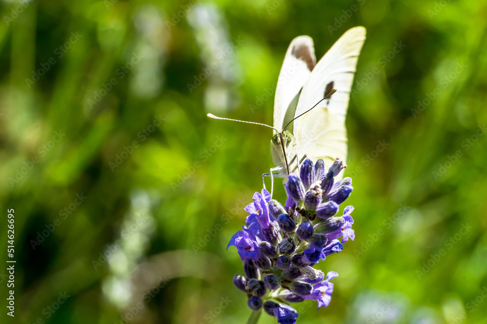 Kleiner Kohlweißling auf Lavendel Kleiner Kohlweißling auf Lavendel