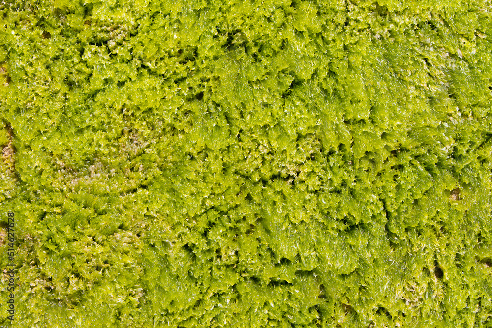 Fondo verde con textura de algas del Mediterráneo