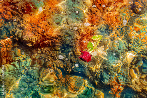 Rosa roja mustia flotando en el agua photo