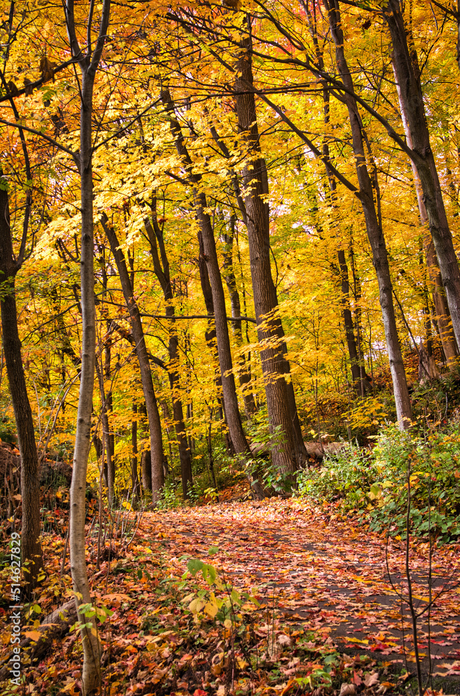 Autumn in the forest