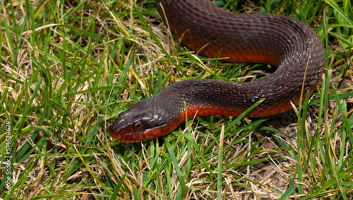 Snake slithering to the left in the grass