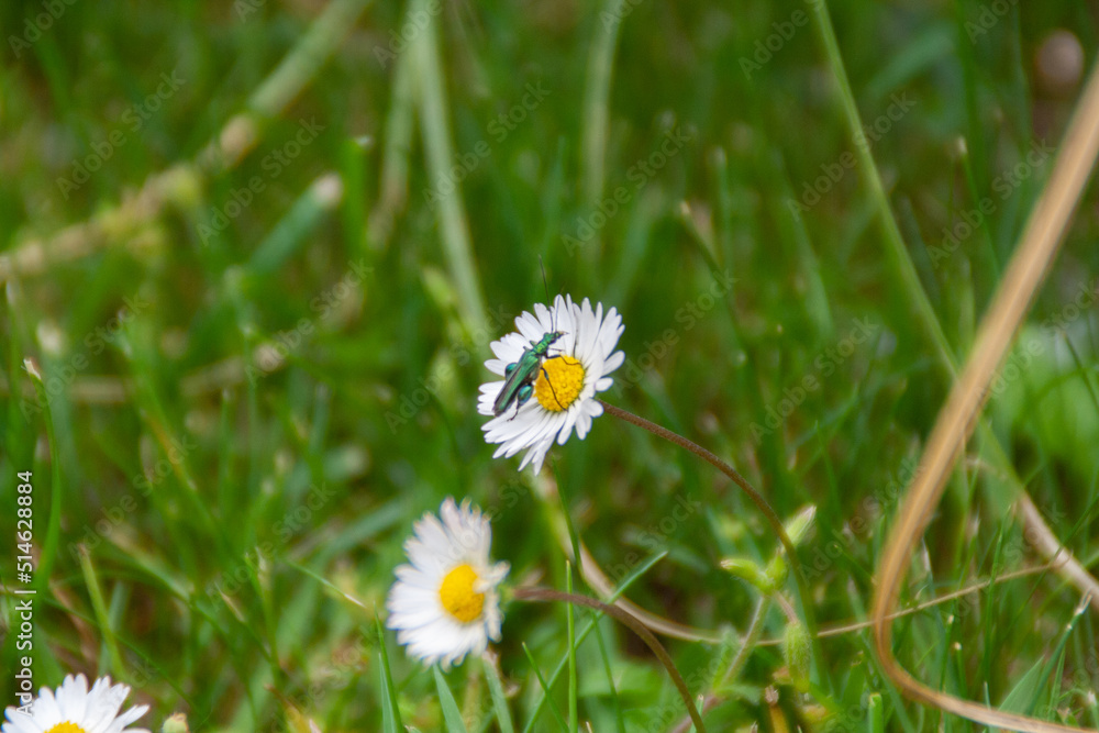 Insect resting on a daisy flower among green grass at a garden