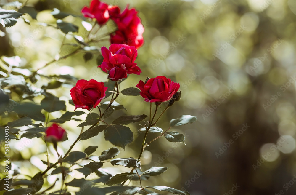 Obraz premium A red rose with raindrops at sunset. The background image is green-red. Natural, environmentally friendly natural background. A copy of the place for the text.