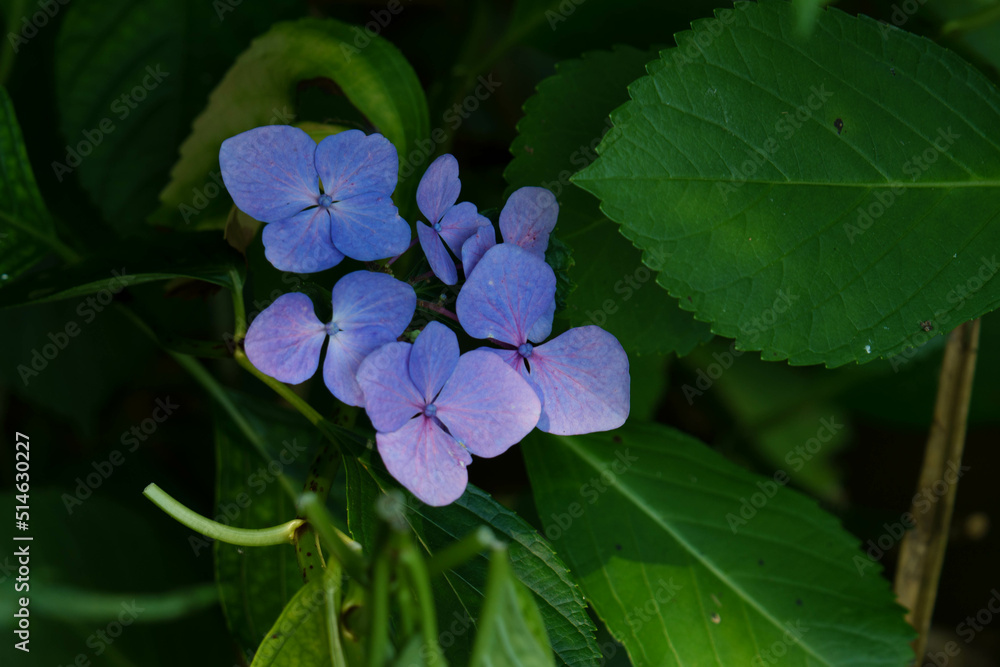 可愛い紫陽花の花