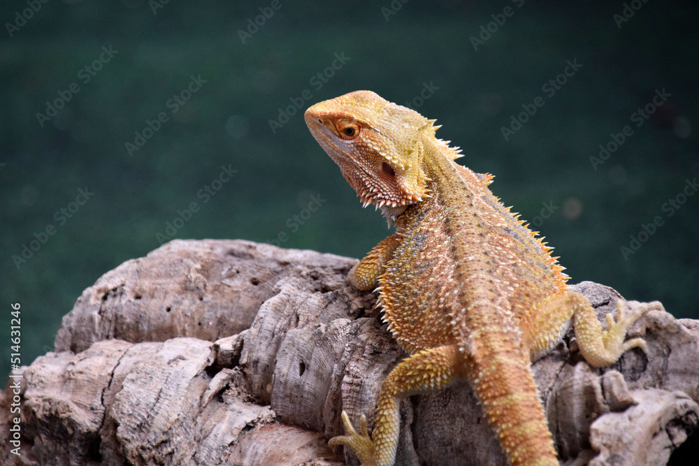 Obraz premium Bearded Dragon