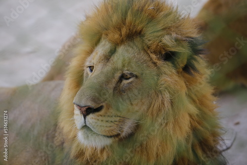 Closeup beautiful portrait of an African Lion