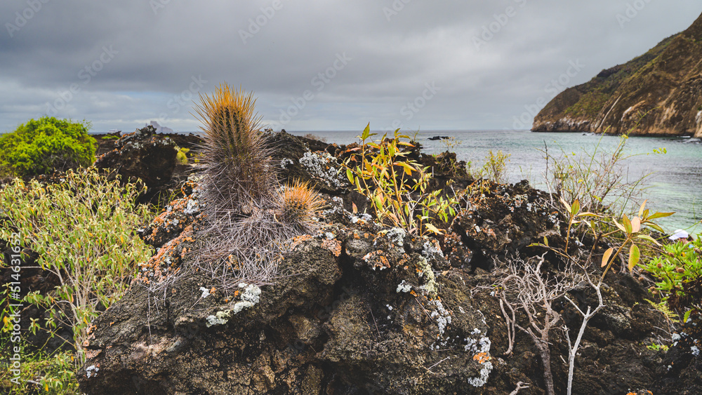 Cactus on landscape of Cerro Brujo, Galápagos 