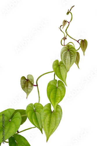 purple yam plant vine, dioscorea alata, also known as ube or greater yam, perennial, fast growing and climbing plant isolated on white background