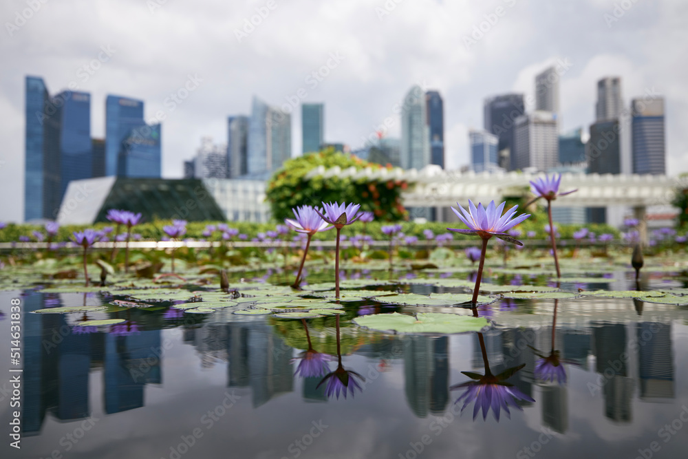 Obraz premium Close-up of blooming purple water lily against urban skyline, Singapore.