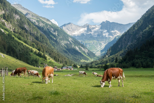 Dairy cows on an alpine meadow with mountains in the background photo
