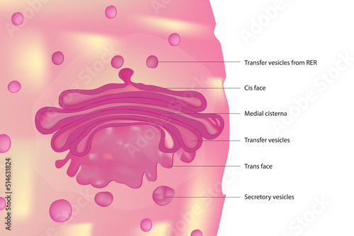 Fotografie golgi body