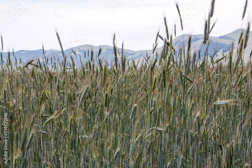  Fioritura Castelluccio di Norcia