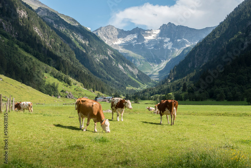 Dairy cows on an alpine meadow with mountains in the background © by paul