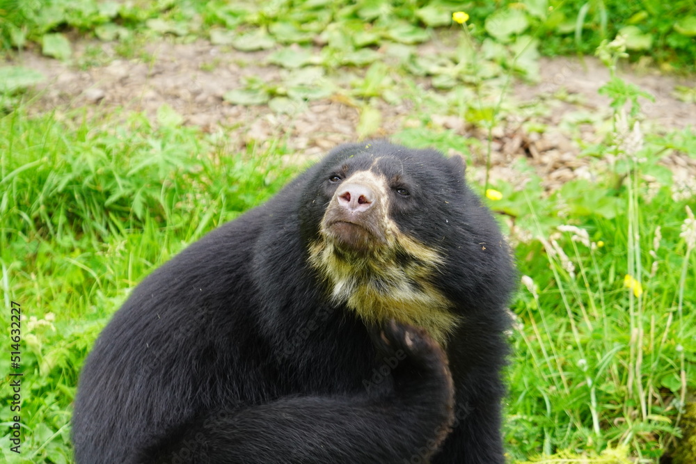 Obraz premium Spectacled bear