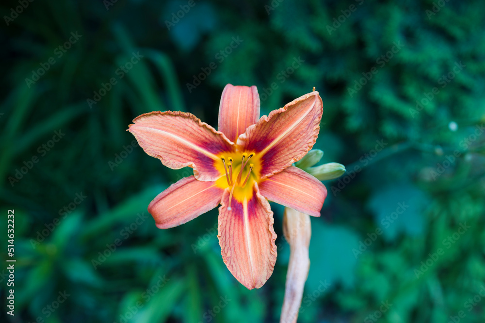 Fototapeta premium Lily flower top view against green background . Nature background