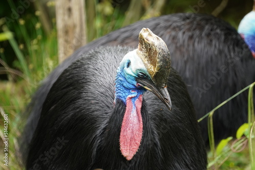 Southern cassowary photo