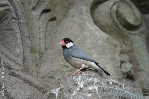 Java sparrow