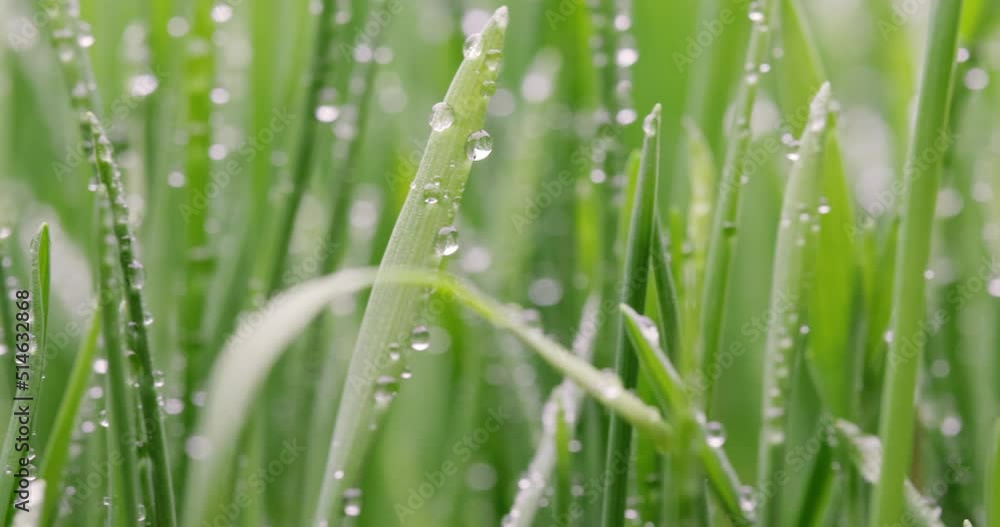 Green grass close-up super macro shooting. Green grass close-up super macro shooting.